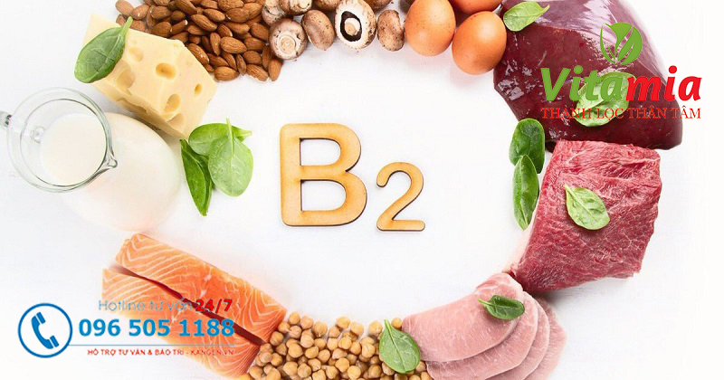 Tầm quan trọng của vitamin B2 trong cơ thể chúng ta Tầm quan trọng của vitamin B2 trong cơ thể chúng ta