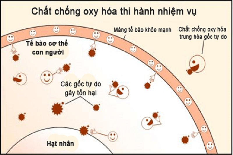 Chất chống oxy hóa là phân tử có tác dụng ngăn chặn quá trình oxy cũng những phân tử khác Gốc tự do là gì, Gốc tự do là gì? Cần làm gì để ngăn chặn gốc tự do?, Nhà phân phối máy lọc nước ion kiềm số 1 Việt Nam | Vitamia