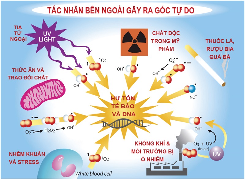 Gốc tự do hình thành từ phản ứng trao đổi chất diễn ra tự nhiên trong cơ thể hoặc tác nhân bên ngoài Gốc tự do là gì, Gốc tự do là gì? Cần làm gì để ngăn chặn gốc tự do?, Nhà phân phối máy lọc nước ion kiềm số 1 Việt Nam | Vitamia
