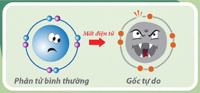 Gốc tự do - Sản phẩm gây hại cho cơ thể của quá trình oxy hóa Gốc tự do - Sản phẩm gây hại cho cơ thể của quá trình oxy hóa