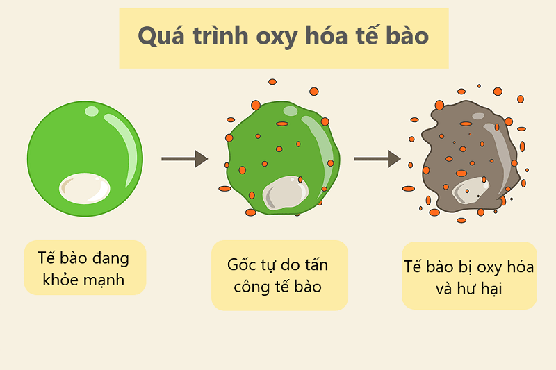 Tế bào bị ảnh hưởng do quá trình oxy hóa Tế bào bị ảnh hưởng do quá trình oxy hóa