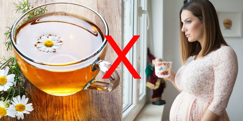 Ai không nên uống trà hoa cúc