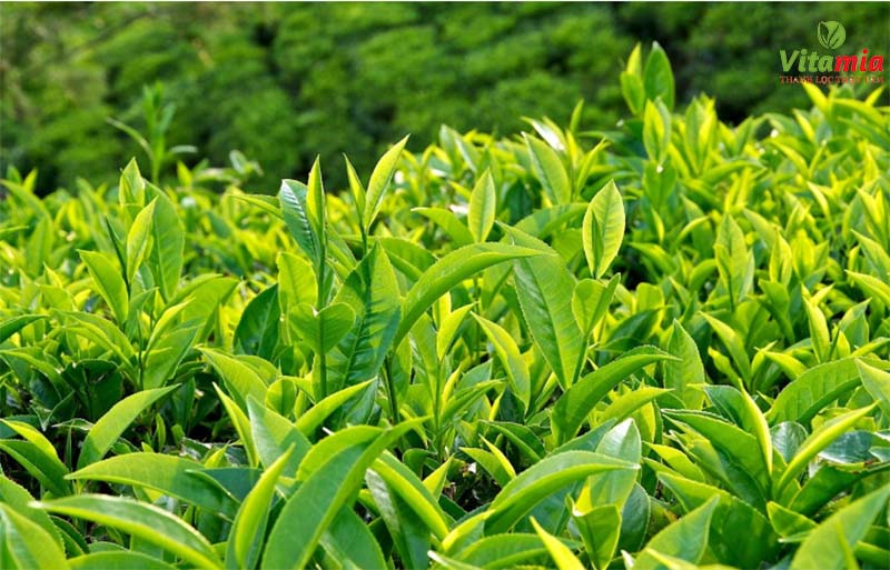 Sử dụng trà xanh thường xuyên giúp thanh lọc cơ thể hạn chế tình trạng mọc mụn