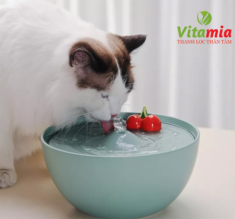 Chăm sóc thú cưng bằng nước điện giải