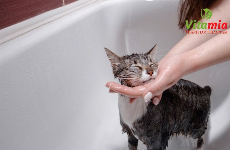 Chăm sóc thú cưng bằng nước điện giải - Sử dụng nước điện giải để tắm cho thú cưng