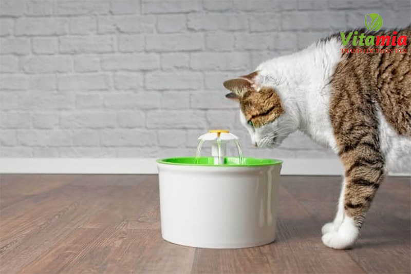 Chăm sóc thú cưng bằng nước điện giải - Sử dụng nước uống cho thú cưng