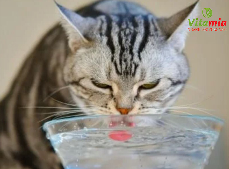 Chăm sóc thú cưng bằng nước điện giải có tác dụng rất tốt đối với sức khỏe con vật