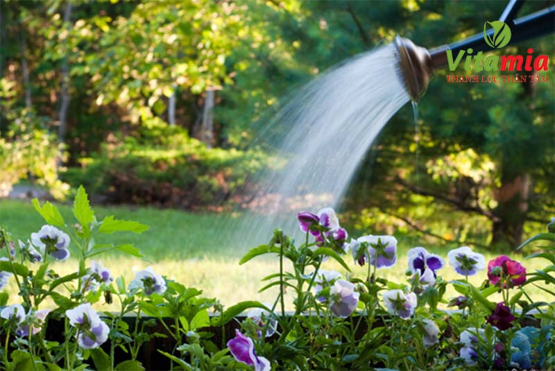 Sử dụng nước điện giải chăm sóc cây, tưới cây giúp cây hấp thụ được nhiều dưỡng chất