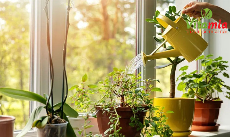 Nước điện giải chăm sóc cây